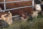 Animal Manure Drying - Agriculture - Livestock