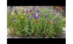 Pollinator Habitat Video