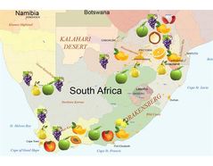 Fruit World Map in executive office