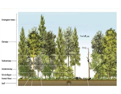 Figure 2: Vertical Forest Structure.