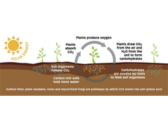 Figure 1: Formation of soil carbon pools (Image credits: https://www.cecsb.org/rethink-food/carbon-farming/)