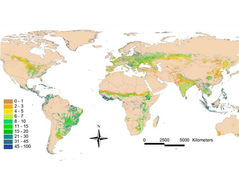 Figure 2: Map showing tree canopy cover on agricultural land at a global level. Forty-six percent of agricultural land globally has at least 10% tree cover.