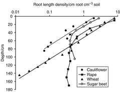 Figure 2: Distribution of root density for different maturing crops, from Gregory 2006