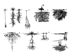 Figure 1. Different root architecture in European dicots, from Kutschera and Lichtenegger (1992), and Lynch (1995)