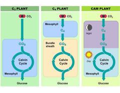 The different photosynthetic pathways in plants.