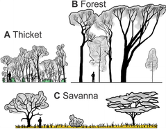 Figure 3: Biome vegetation structure. A Thicket with a low closed canopy and a discontinuous layer of shade tolerant grasses; B Forest with a tall closed canopy, no grass layer, and a mid-storey of shade-tolerant trees; C Savanna with a continuous C4 gras