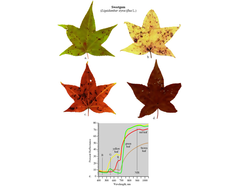 Figure 1: Leaf spectroscopy of Sweetgum Leaves
