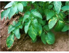 Figure 1: “Potato plant infected with potato mop-top virus.” FAO