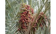 Model Ace Ind-Elite-1 - Indian Elite Date Palm Plants