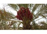 Indian Elite Date Palm Plants