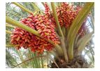 Model Ace Ind-Elite-5 - Indian Elite Date Palm Plants