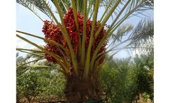 Model Ace Ind-Elite-6 - Indian Elite Date Palm Plants
