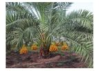 Model Barhi Dates - Indian Elite Date Palm Plants