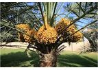 Model Khalas Dates - Indian Elite Date Palm Plants