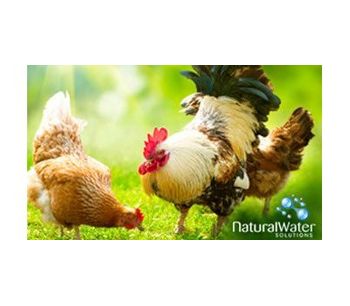 Pig and Poultry Drinking Water Chlorine Dioxide Treatment - Agriculture - Poultry