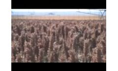It`s time for sorghum Video