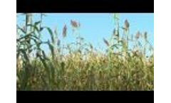 Growing sorghum crops for ethanol Video