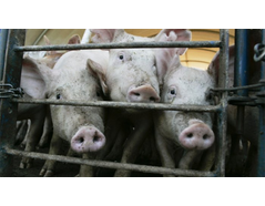 Groups Sue Farm Service Agency for Concealing Records on Funding of Industrial Animal Ag