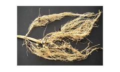 Rhize-up Soy - Bacterial Bioinoculant