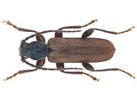 aPhinity - Model BSLB - Brown Spruce Longhorn Beetle