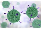 Adenovirus - Model Type 11 Particles, Wild-Type - Highly Purified Human Adenovirus