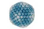 Native - Model Type 3 Particles Wild-type - Highly Purified Human Adenovirus