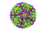 Native - Model VLP - Chikungunya Virus