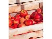 ActiMist - Pome Fruit Storage Operators Technology