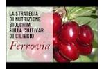 The Biolchim nutrition strategy cherry cultivar `Railway`. Video