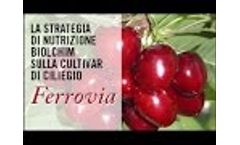 The Biolchim nutrition strategy cherry cultivar `Railway`. Video