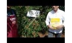 The success of the nutritional strategy of cherry Biolchim Video