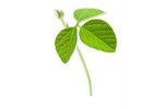 Strensil - Plant Biostimulant