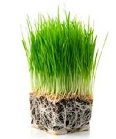 Rental - Plant Biostimulant