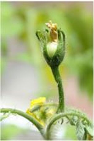 Primarenc - Plant Biostimulant