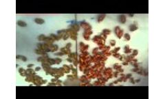 Timelapse germinating wheat treated with Expulso from Ad Terram BV Andijk Video