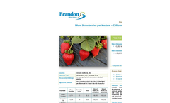 More Strawberries per Hectare - Californian Field Trial  - Crop Trial Bulletin