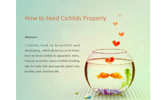 How to Feed Cichlid Properly