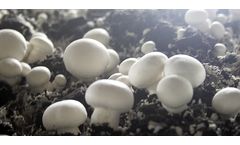 Mushroom Casing Soil