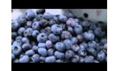 WECO, BerryTek Soft Color Sorter, Electronic Sorting of Blueberries Video