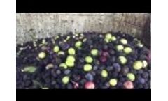 WECO Optical Olive Sorter Demo - Video