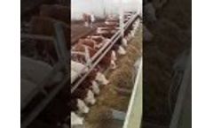 TMR Feed Mixer Wagon (Made In Turkey) - Video
