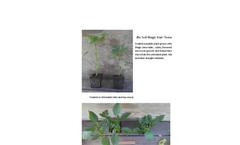Bio Soil Magic Trial- Tomatillos Datasheet