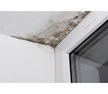 Why a Mold Inspection before Remediation is Always a Good Idea