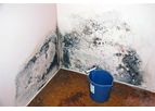 Mold Testing and Mold Inspections