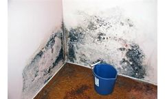 Mold Testing and Mold Inspections