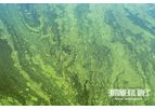 SonicWaves - Microalgae and Cyanobacteria Elimination