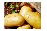 Liquid Organic Fertilizer for Potatoes - Agriculture - Crop Cultivation