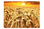 Liquid Organic Fertilizer for Winter Cereals - Agriculture - Crop Cultivation