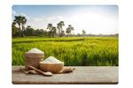 Liquid Organic Fertilizer for Rice - Agriculture - Crop Cultivation