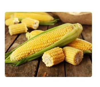 Liquid Organic Fertilizer for Corn - Agriculture - Crop Cultivation